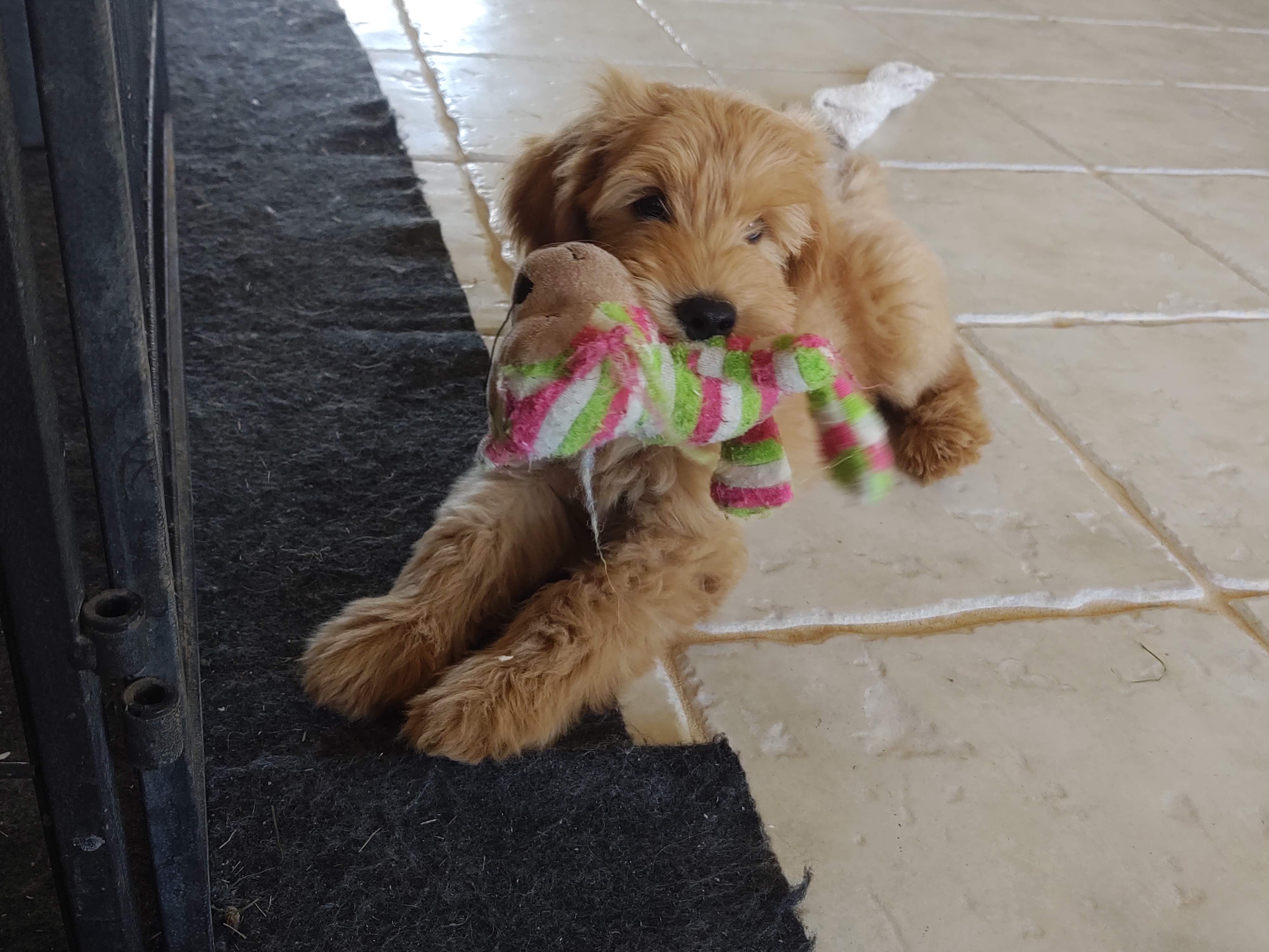 Josie-labradoodle-puppy-for-sale