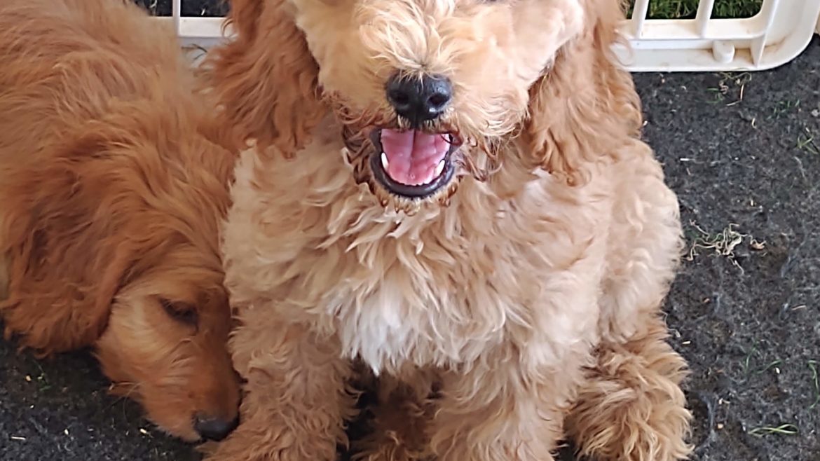 Cody-labradoodle-puppy-for-sale
