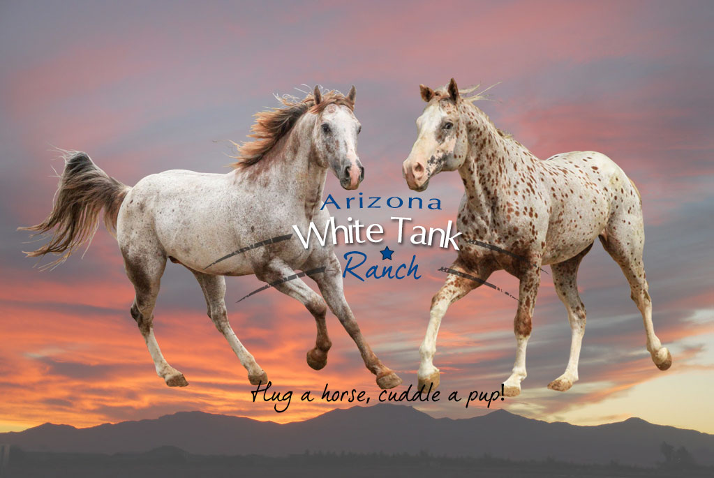 arizona white tank ranch - appaloosas - labradoodles - cockapoos